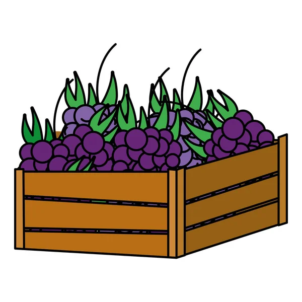 Owoce Pyszne Winogrona Koloru Wewnątrz Kosz Drewno Ilustracja Wektorowa — Wektor stockowy