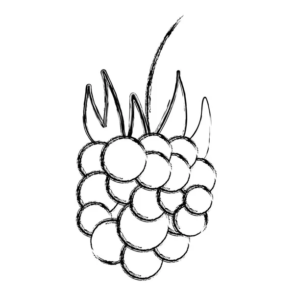 Grunge Köstliche Trauben Frisches Obst Ernährung Vektor Illustration — Stockvektor
