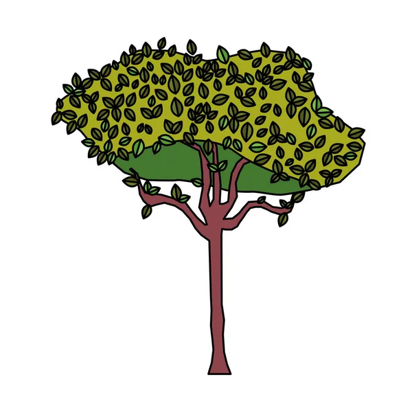 Warna Pohon Alam Dengan Eksotis Menguntit Vektor Botani Ilustrasi - Stok Vektor