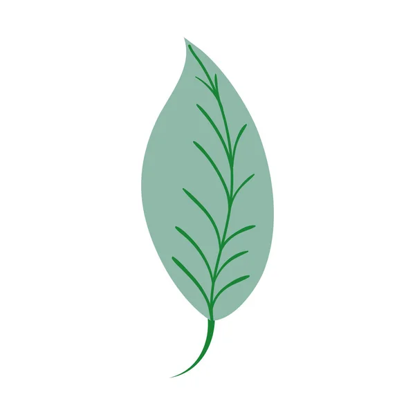 Barevné Listy Přírodní Rostlinné Botaniky Design Vektorové Ilustrace — Stockový vektor