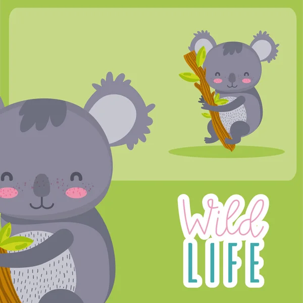 Koala Animal Animal Dessin Animé Mignon Vecteur Illustration Conception Graphique — Image vectorielle