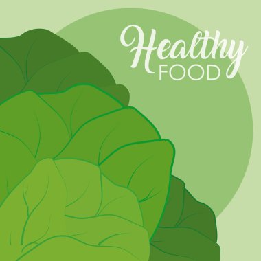 Marul taze ve organik sebze illüstrasyon grafik tasarım vektör