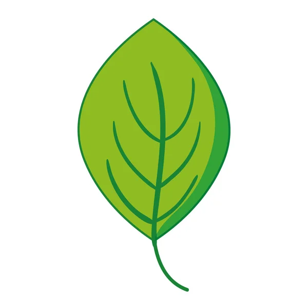 Pflanze Tropisches Blatt Natur Design Vektor Illustration — Stockvektor
