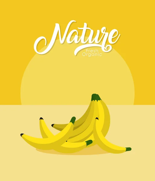 Bananas Fresh Organic Fruit Vector Illustration Graphic Design — Stock Vector