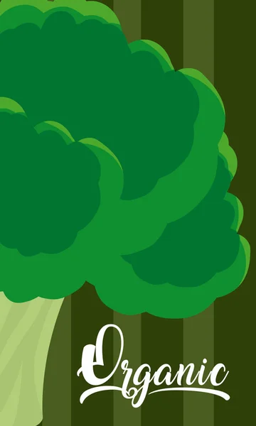 有機ブロッコリー野菜ベクトル イラスト グラフィック デザイン — ストックベクタ