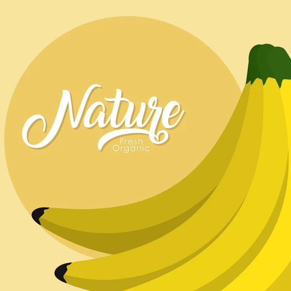 バナナと新鮮な有機フルーツ ベクトル イラスト グラフィック デザイン — ストックベクタ
