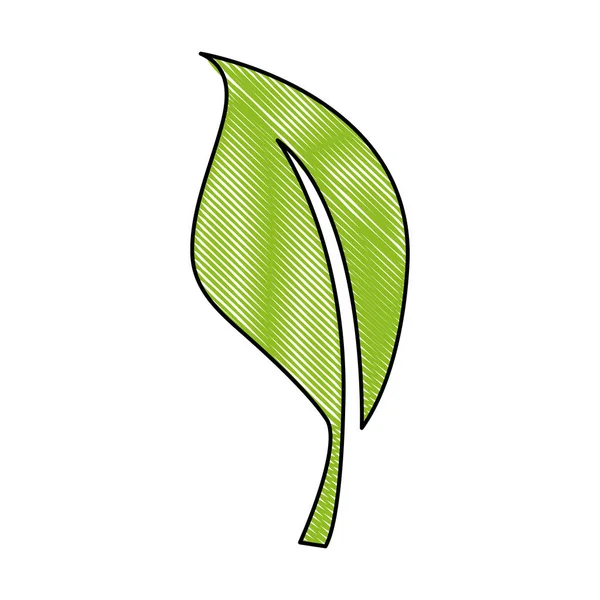 Geriebene Natur Blatt Exotische Pflanze Design Vektor Illustration — Stockvektor