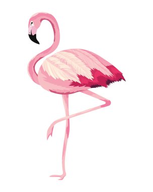 tropikal flamingo karikatür