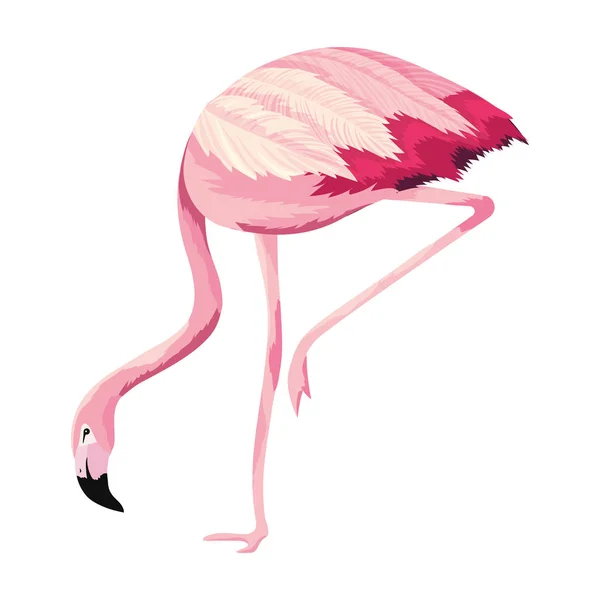 Desenhos animados de flamingo tropical —  Vetores de Stock