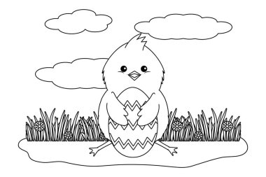 yumurta kabuğu ile piliç