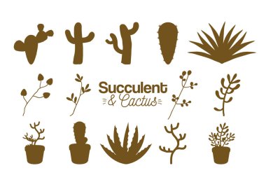 Etli ve kaktüs çöl bitkileri