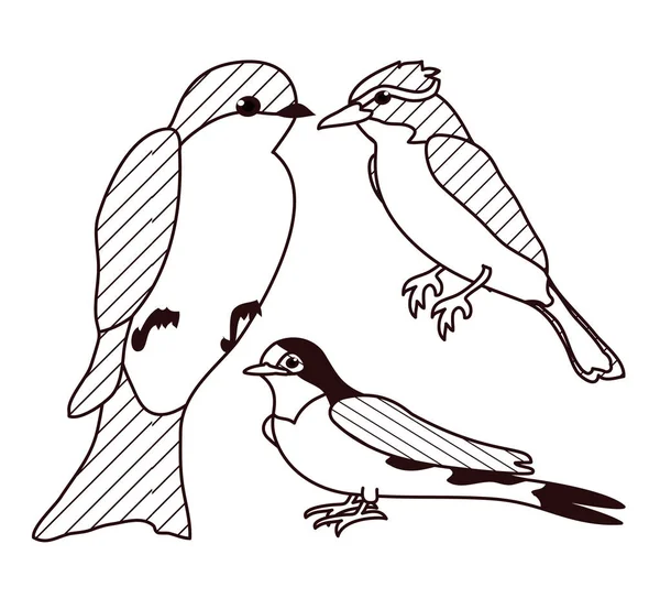 Hermosos dibujos de pájaros en blanco y negro — Vector de stock