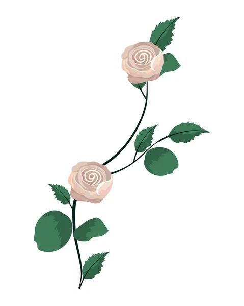 异国情调的玫瑰植物与树枝叶 — 图库矢量图片