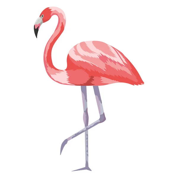 Flamingo exotických a tropických ptáků — Stockový vektor
