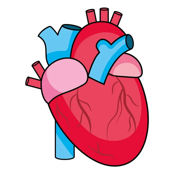 Símbolo corazón humano — Vector de stock