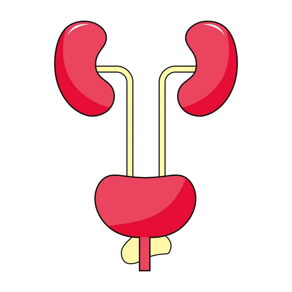 Symbol der menschlichen Nieren — Stockvektor