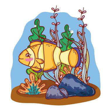 palyaço balığı tropikal deniz yosunu bitkiler hayvanla