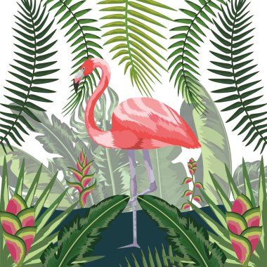 Flamingo egzotik ve tropik kuş