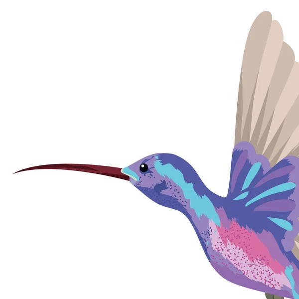 Колібрі Екзотичний і тропічний птах — стоковий вектор