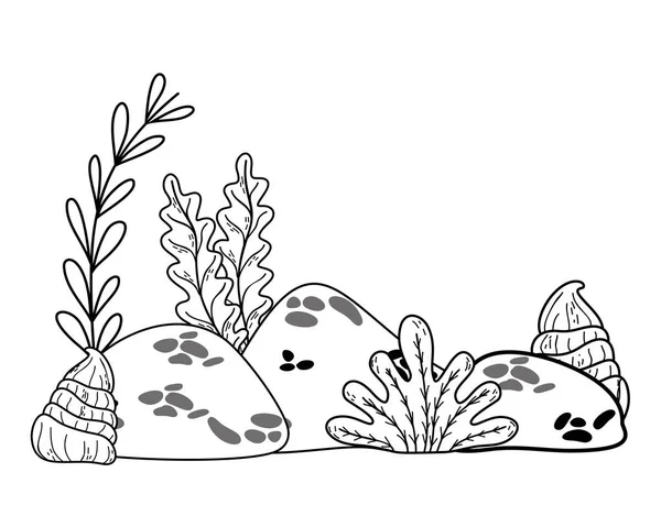 Delinear plantas de algas exóticas com conchas e pedras —  Vetores de Stock