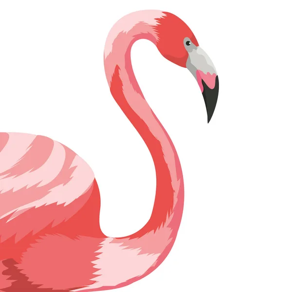 Flamingo exotische en tropische vogel — Stockvector