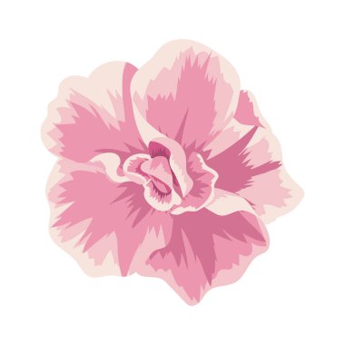 İle güzel pembe çiçek yaprakları