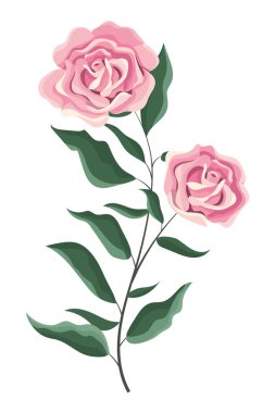 İle güzel pembe çiçek yaprakları