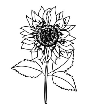 Çiçek yaprakları ile çizim