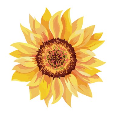 güzel ayçiçeği çizim