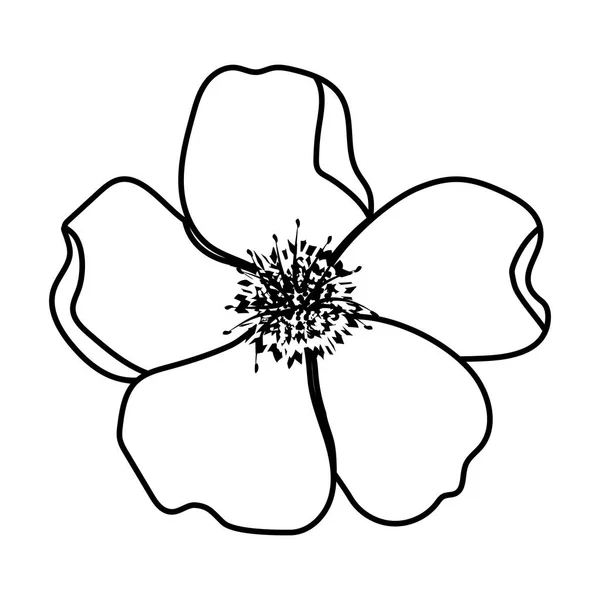 Virág szirmok rajz — Stock Vector