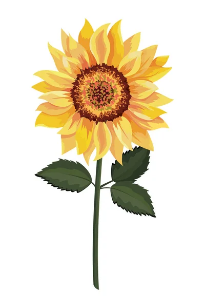 Beautiful sunflower drawing — Stock Vector