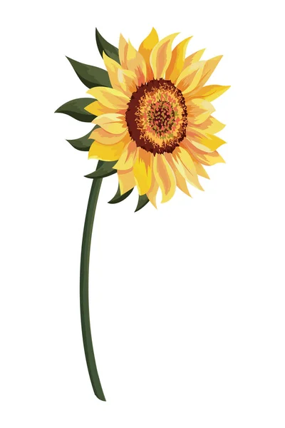 Schöne Sonnenblumenzeichnung — Stockvektor