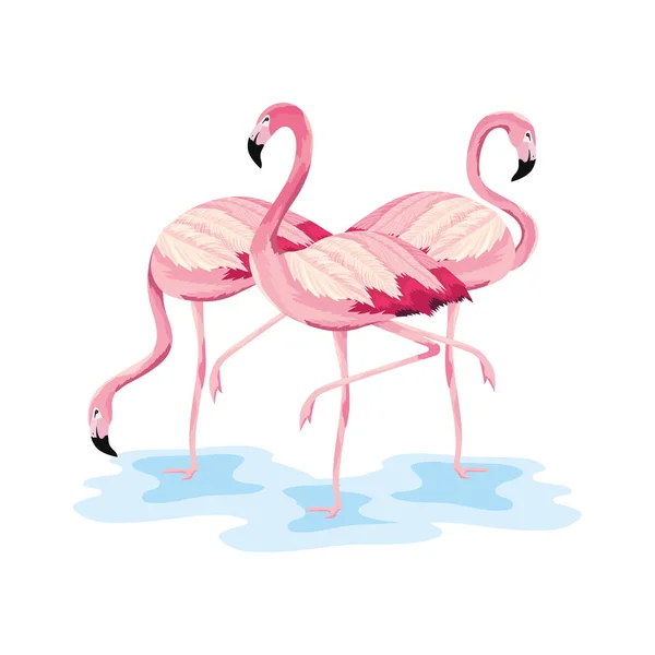 Flamingi tropikalny piękne dzikie zwierzęta — Wektor stockowy