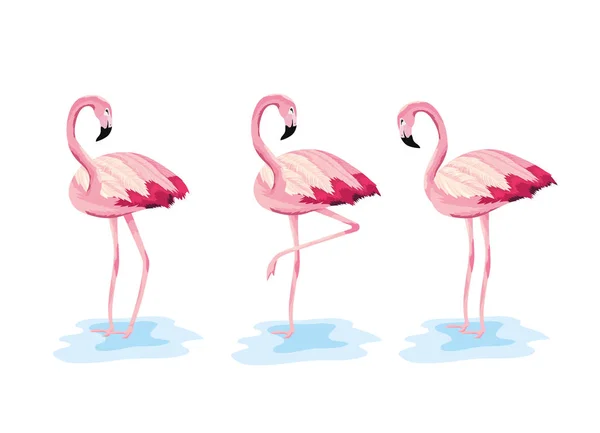 Állítsa be a flamingók trópusi vadon élő állatok — Stock Vector