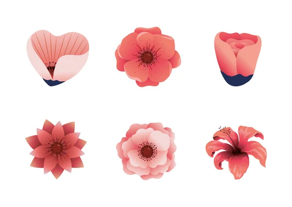 Установить милые экзотические цветы с лепестками природы — стоковый вектор
