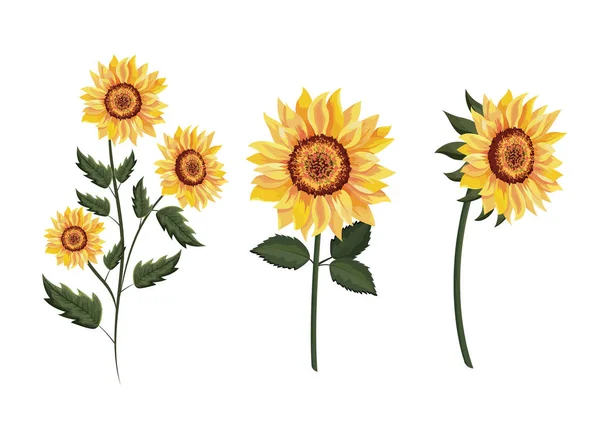 Fixer des tournesols exotiques plantes avec des feuilles — Image vectorielle