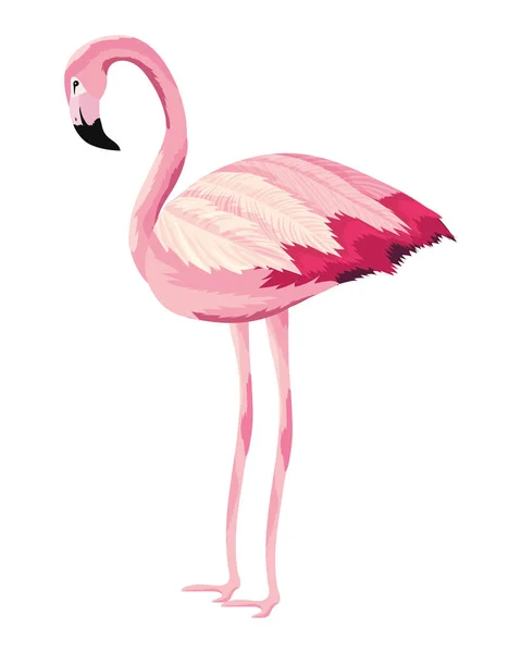 Tropical flamingo cartoon — Stock Vector