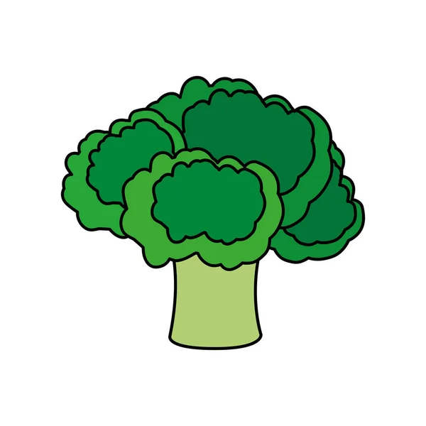 野菜と健康 有機食品テーマ分離デザイン ベクトル イラスト ブロッコリー — ストックベクタ