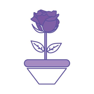 Duo renk güzel gül yaprakları ve yaprakları plantpot içinde