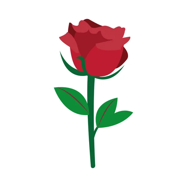Красочная красивая природа розы дизайн украшения — стоковый вектор