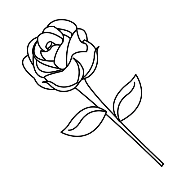 Diseño de rosa aislada — Vector de stock