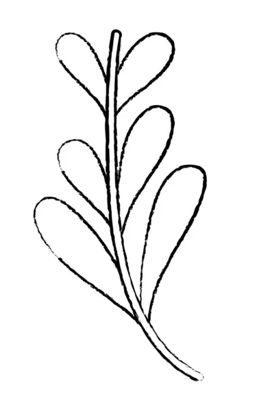 グランジ天然ハーブ植物の有機成分 — ストックベクタ
