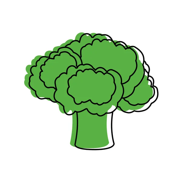 Brokuły Warzyw Zdrowej Ekologicznej Żywności Tematu Białym Tle Projekt Ilustracji — Wektor stockowy