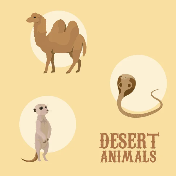 Conjunto Animais Deserto Desenhos Animados Desenho Gráfico Ilustração Vetorial — Vetor de Stock