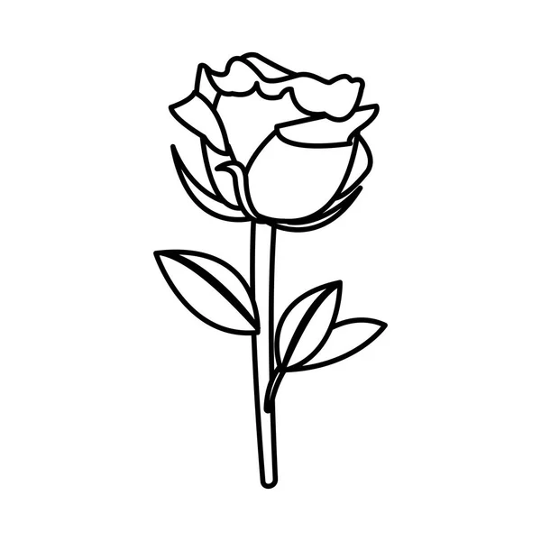 Linie schöne Natur Rose Design Dekoration — Stockvektor