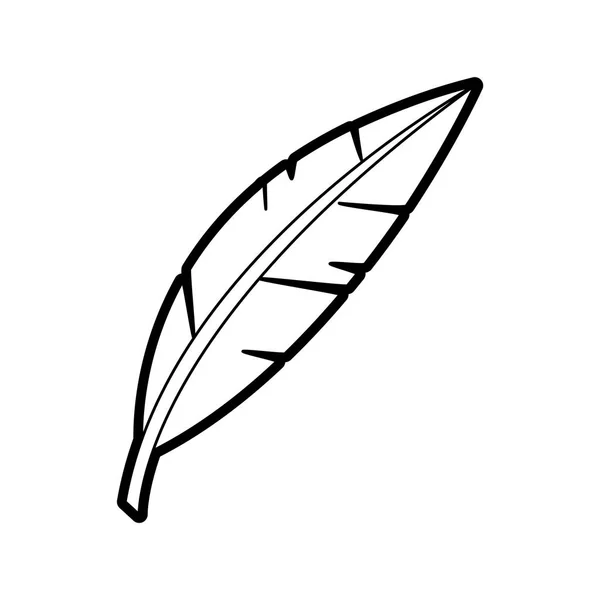 Diseño de plumas aisladas — Vector de stock