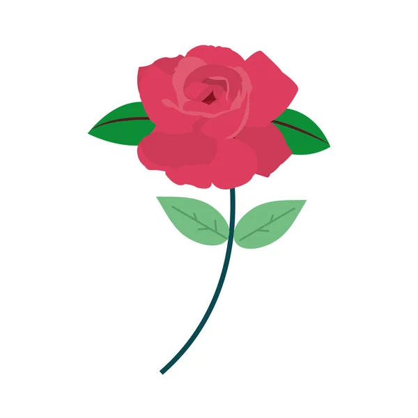 Bunte schöne Rose mit Blütenblättern und Blättern aus der Natur — Stockvektor