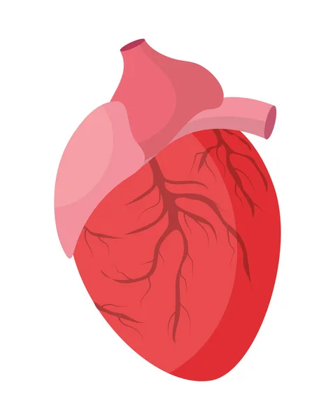 Assistência Médica Anatomia Humana Coração Desenho Animado Vetor Ilustração Design —  Vetores de Stock