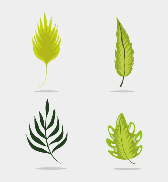 Set Leaves Collection Vector Illustration Graphic Design — Stock Vector