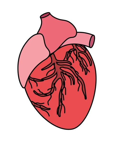 Assistência Médica Anatomia Humana Coração Desenho Animado Vetor Ilustração Design —  Vetores de Stock